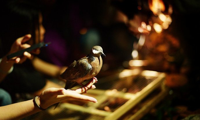 十几年放生鸟类的经验省思 中国佛教放生网_放生仪规